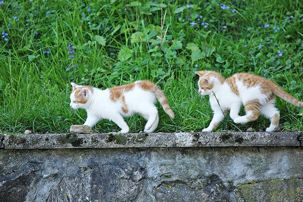 Der Katzennachwuchs auf Erkundungstour